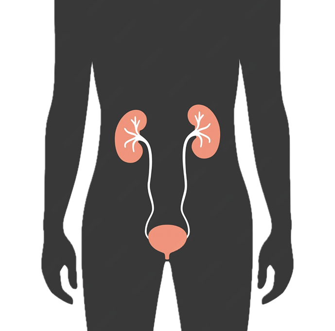 Urology web image