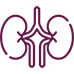 kidney urinary