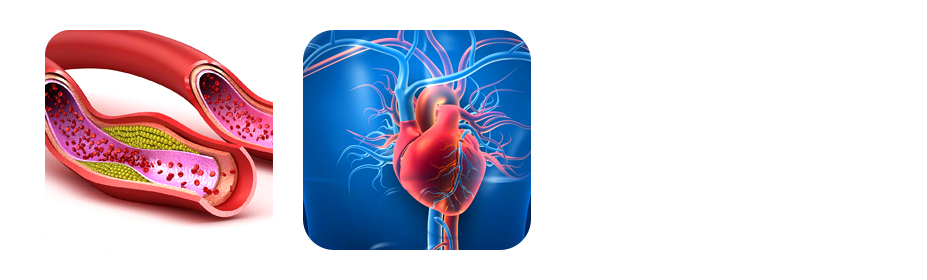 canola oil low in saturated fat